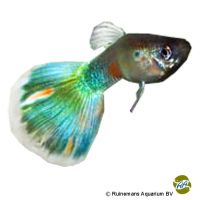 Guppy Multicolor (Poecilia reticulata var.)