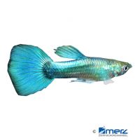 Guppy Neon Blue (Poecilia reticulata var.)