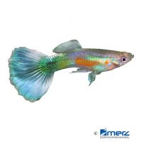 Guppy Rainbow Blue (Poecilia reticulata var.)