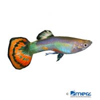 Guppy Rainbow Orange (Poecilia reticulata var.)