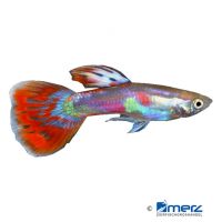 Guppy Rainbow (Poecilia reticulata var.)