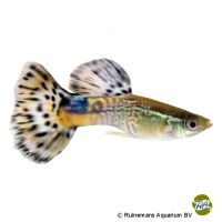 Guppy Snakeskin Cobra Blue Green (Poecilia reticulata var.)