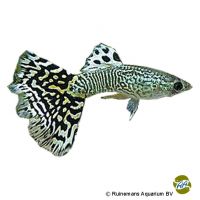 Guppy Snakeskin Cobra Green (Poecilia reticulata var.)