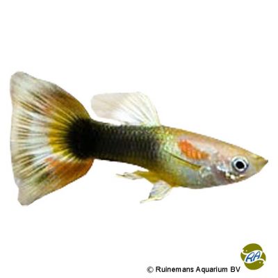 Guppy Sunray (Poecilia reticulata var.) - Pet Wiki