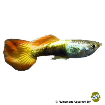 Guppy Sunset Neon (Poecilia reticulata var.) - Pet Wiki