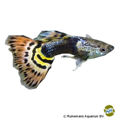 Guppy Tuxedo Spotted Tail (poecilia Reticulata Var.) - Pet Wiki