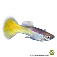 Guppy Yellow (Poecilia reticulata var.)