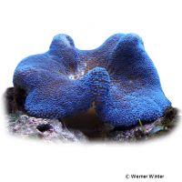 Haddon's Carpet Anemone Blue (Stichodactyla haddoni 'Blue')