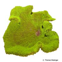 Haddon's Carpet Anemone Green (Stichodactyla haddoni 'Green')
