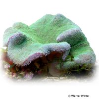 Haddon's Carpet Anemone Metallic Green (Stichodactyla haddoni 'Metallic Green')