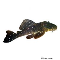 Hadrostomus Pleco (Baryancistrus hadrostomus)