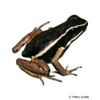 Hahnel's Poison Frog (Ameerega hahneli)