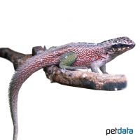Haitian Curlytail Lizard (Leiocephalus personatus)