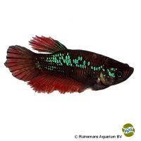 Half Moon Betta ♀ (Betta splendens 'Half Moon' ♀)