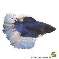 Half Moon Butterfly Blue Betta (Betta splendens 'Half Moon Butterfly Blue')