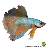 Half Moon Mustard Betta (Betta splendens 'Half Moon Mustard')