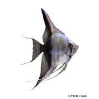 Half-black Angelfish (Pterophyllum scalare var.)