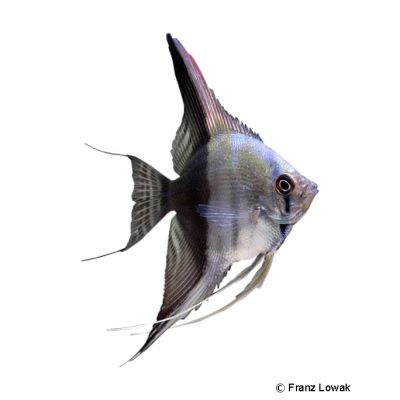 Half-black Angelfish (Pterophyllum scalare var.) - Pet Wiki