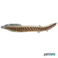 Halfbanded Spiny Eel (Macrognathus circumcinctus)