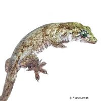 Halmahera Giant Gecko (Gehyra marginata)