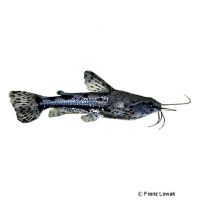 Hancock's Catfish (Platydoras hancockii)