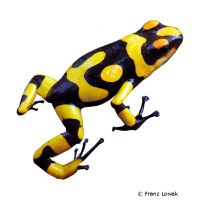 Harlequin Poison Frog (Oophaga histrionica)