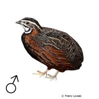 Harlequin Quail (Coturnix delegorguei)