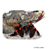 Hawaiian Elegant Hermit Crab (Calcinus elegans 'Hawaii')