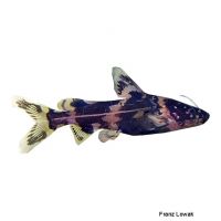 Hendrickson's Catfish (Akysis hendricksoni)