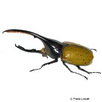 Hercules Beetle (Dynastes hercules)