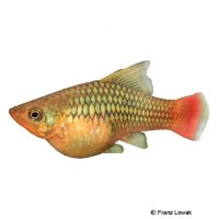 Hi Fin Variable Platy ♀ (Xiphophorus variatus var.)