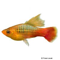 Hi Fin Variable Platy ♂ (Xiphophorus variatus var.)