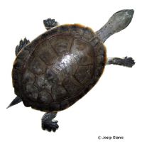 Hilaire’s Toadhead Turtle (Phrynops hilarii)