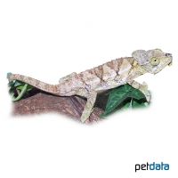 Hoehnel's Chameleon (Trioceros hoehnelii)