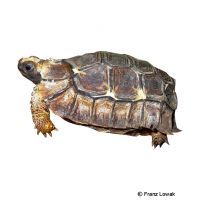 Home’s Hingeback Tortoise (Kinixys homeana)