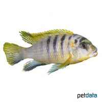 Hongi Yellow Kimpuma (Labidochromis sp. 'Hongi Yellow')