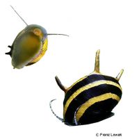 Horned Nerite Black & Gold (Clithon corona)