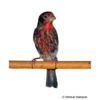 House Finch (Haemorhous mexicanus)