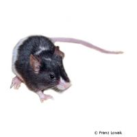 House Mouse Rump White (Mus musculus f. dom. 'Rump White')