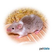 House Mouse Texel (Mus musculus f. dom. 'Texel')