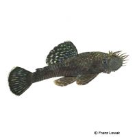 Huacamayo Dwarf Ancistrus L279 (Ancistrus sp. 'L279')