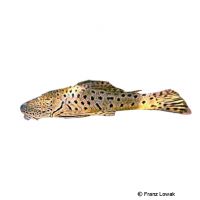 Huallaga-Rubbernose Pleco L335 (Chaetostoma sp. 'L335')