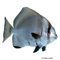 Humpback Batfish (Platax batavianus)