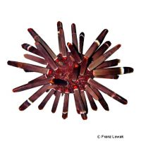 Imperial Sea Urchin (Phyllacanthus imperialis)