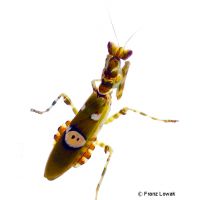 Indian Flower Mantis (Creobroter pictipennis)