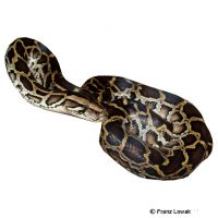 Indian Rock Python (Python molurus)