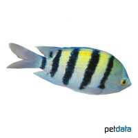 Indo-Pacific Sergeant (Abudefduf vaigiensis)