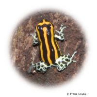 Intermedius Mimic Poison Frog (Ranitomeya imitator 'Intermedius')