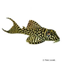 Irini Angel Pleco L236 (Hypancistrus sp. 'L236')