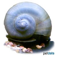 Ivory Blue Mystery Snail (Pomacea bridgesii 'Ivory Blue')